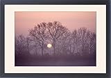 IMAGE OF Framed Prints of FEU-622 Sunrise - Through bare tree branches in mist from Ardea Wildlife Pets