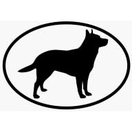 Australian Cattle Dog
