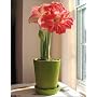 Amaryllis Madrid Green Pot w/ Saucer - New