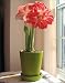 Amaryllis Madrid Green Pot w/ Saucer - New