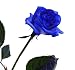 Rose - Edelrose blau