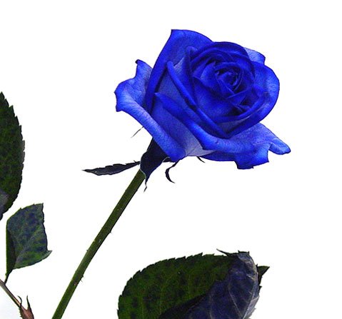 Rose - Edelrose blau