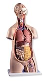 3B Scientific Classic Unisex Torso, 14 part