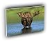 deer bull moose alaska A2 Large Canvas
