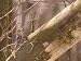 A Red-Bellied Woodpecker (Melanerpes Carolinus) Sits on a Tree Branch Photographic Po...