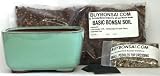 Bonsai Potting Kit, 6.25 Bonsai Pot Included 41%2BOa4HqPlL. SL160 Bonsai Potting Kit, 6.25 Bonsai Pot Included