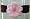 Brown Band/Light Pink Flower
