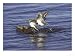 Common Sandpiper, Pair Preparing to Copulate, Scotland Photographic Poster Print by M...