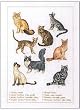 Permin Cat Breeds Kitty Counted Cross Stitch Kit 70-6402