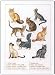 Permin Cat Breeds Kitty Counted Cross Stitch Kit 70-6402