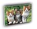 cat threes a crowd A2 Large Canvas