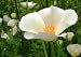 White California Poppy - 1,000 Seeds - Seed Needs Envelope