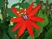 Scarlet Passion Flower - 8 Seeds