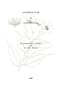 Asteraceae of Louisiana (Sida, botanical miscellany)