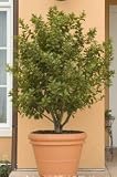 Bay Laurel Plant One Gallon