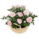Pretty mixed Pink Rose plants - Send Mothers Day Flowers Floral Arrangement of Fresh Flowers