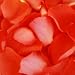 Coral Rose Petals