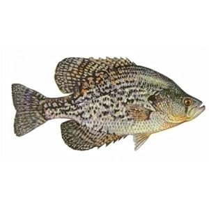 Fish Stix - Crappie Decal