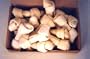 15 pcs of 6-7" White Rawhide Knotted Bones