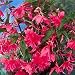 Begonia Pendula Pink Bulbs (3 in pack)