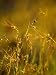 Setting Sun Catches a Patch of Kangaroo Grass, Themeda Triandra Photographic Poster Print by Jason Edwards, 18x24