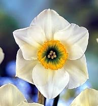 Lancaster Small Cupped Daffodil 4 Bulbs - NEW!