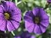 All Products : Close-Up of Colorful Purple Petunias Blooming in Nature Photographic Poster Print, 24x32
