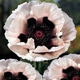 Royal Wedding Oriental Poppy - Papaver - 8 Plants