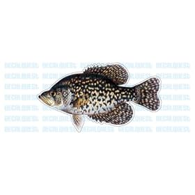 BLACK CRAPPIE -Fish Decal- window sticker truck fishing