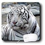 Tigers - White Tiger - Mouse Pads