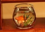 41%2BTigoE7qL. SL160  Buy Goldfish Bowl