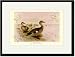 Black Framed/Matted Print 17x23, Madagascan Teal