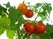 How to Garden Tomatoes the Easy Way!