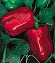 Chinese Giant Sweet Pepper 60 Seeds