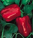 Chinese Giant Pepper 30 Seeds - Heirloom