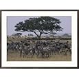 Zebras and Wildebeests in the Serengeti National Park Framed Photographic Poster Print by Annie Griffiths Belt, 35x26