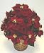 Red Velvet TRIPLE Poinsettia