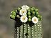 Saguaro Cactus Buds and Flowers in Bloom, Organ Pipe Cactus National Monument, Arizona, USA Photographic Poster Print by Philippe Clement, 30x40