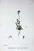 Botany Plants C1902 Yellow Blue Forget-Me-Not Flowers