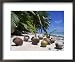 Coconut Palm Seedlings (Cocos Nucifera) on Tropical Beach, Seychelles Cuisine Framed Art Poster Print by Reinhard, 22x18