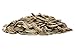 Sincerely Nuts Large Unsalted In Shell Roasted Sunflower Seeds (3lb bag) | A Crunchy Sodium Free Kosher Snack Food | Gluten Free Source of Essential Vitamins & Minerals