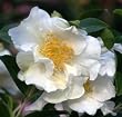Camellia Setsugekka One Gallon by Monrovia Growers