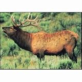 Size 28X42 Style 110 Elk Delta Tru Life Animal Targets