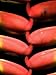 Lobster Claw or False-Bird-Of-Paradise, Heliconia Rostrata, Flower Photographic Poster Print by Joe Petersburger, 18x24