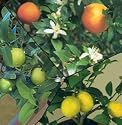 Dwarf / Patio Citrus Tree Collection Lemon Lime Orange 3 Grafted Trees