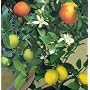 Dwarf / Patio Citrus Tree Collection Lemon Lime Orange