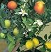 GRAFTED Patio Citrus Tree Collection Lemon Lime Orange 3 Trees