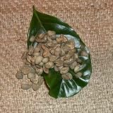 �}���f�����@�����g���@�n���}�I �i������200g�j�u����20%���ʒ��I�v-���i�e�҂��j-�[����i���[�X�gNo.6)