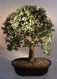 Baby Jade Bonsai Tree.(Portulacaria Afra)