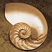 Chambered Nautilus by Caroline Kelly. CANVAS with 1 1/2 inch bars. 19.50 inches width...